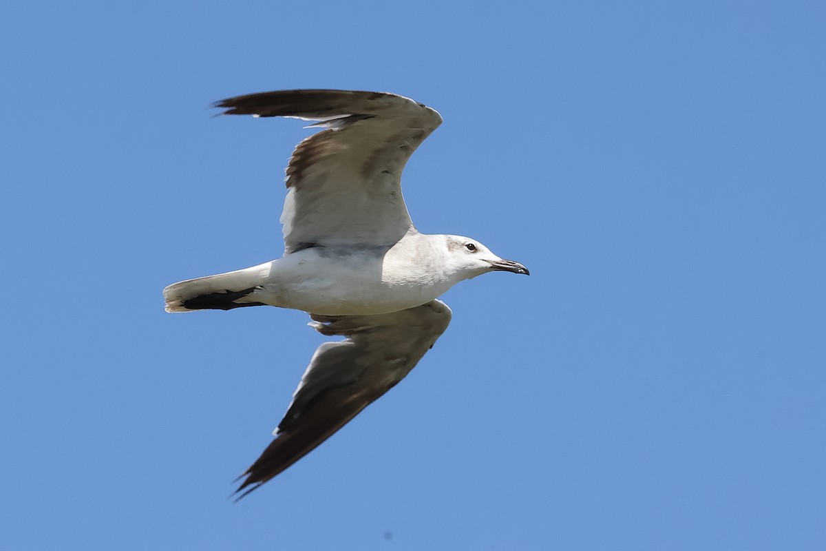 Laughing Gull - ML640080054