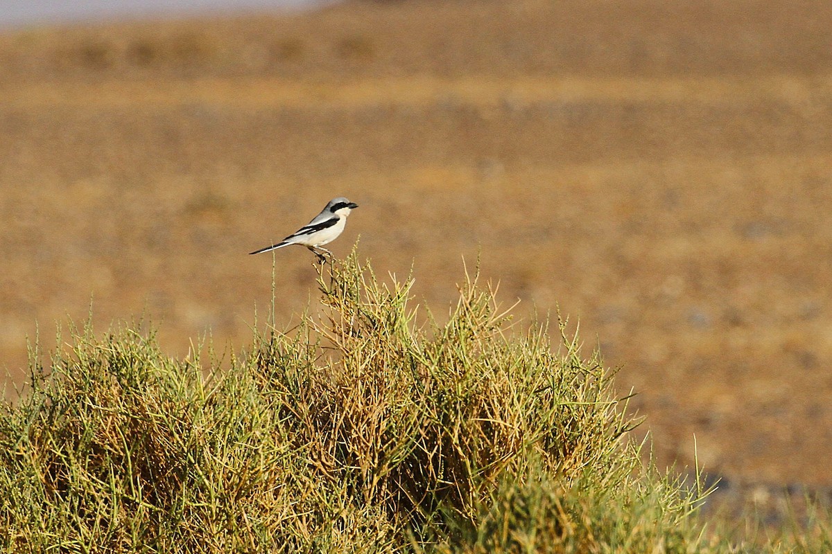 Great Gray Shrike (Sahara) - ML640080067