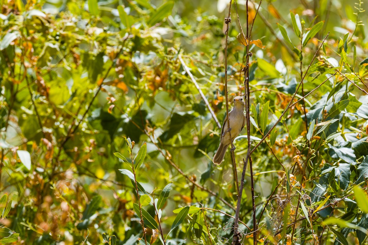 Upcher's Warbler - ML640080077