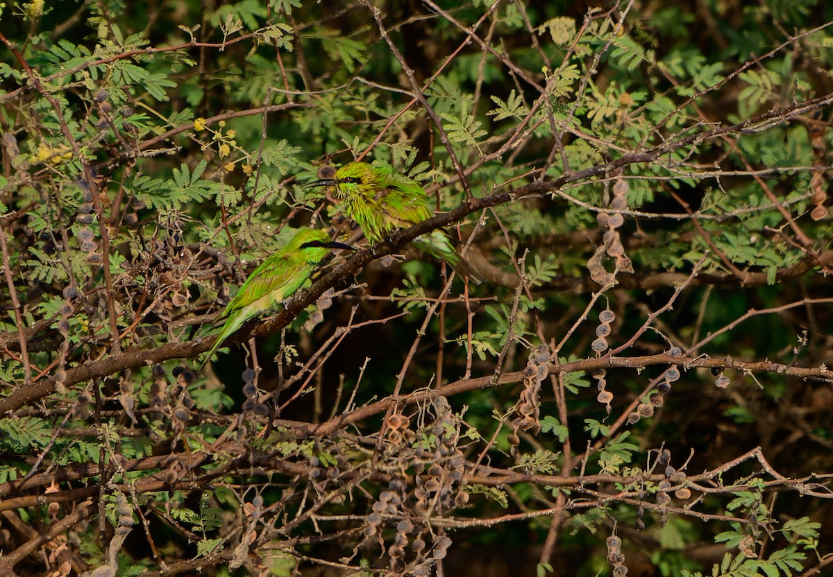 Guêpier vert - ML640080081
