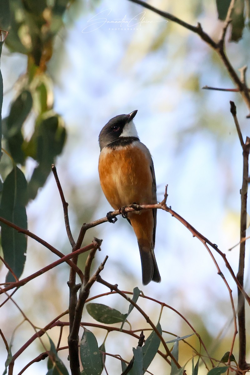 Rufous Whistler - ML640080121