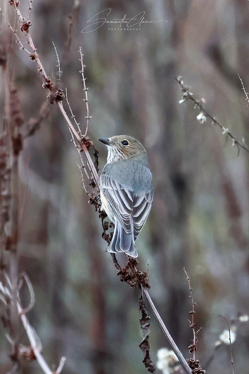 Rufous Whistler - ML640080122