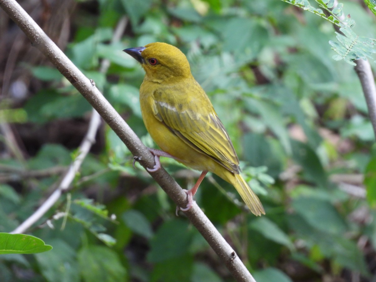 African Golden-Weaver - ML640080132