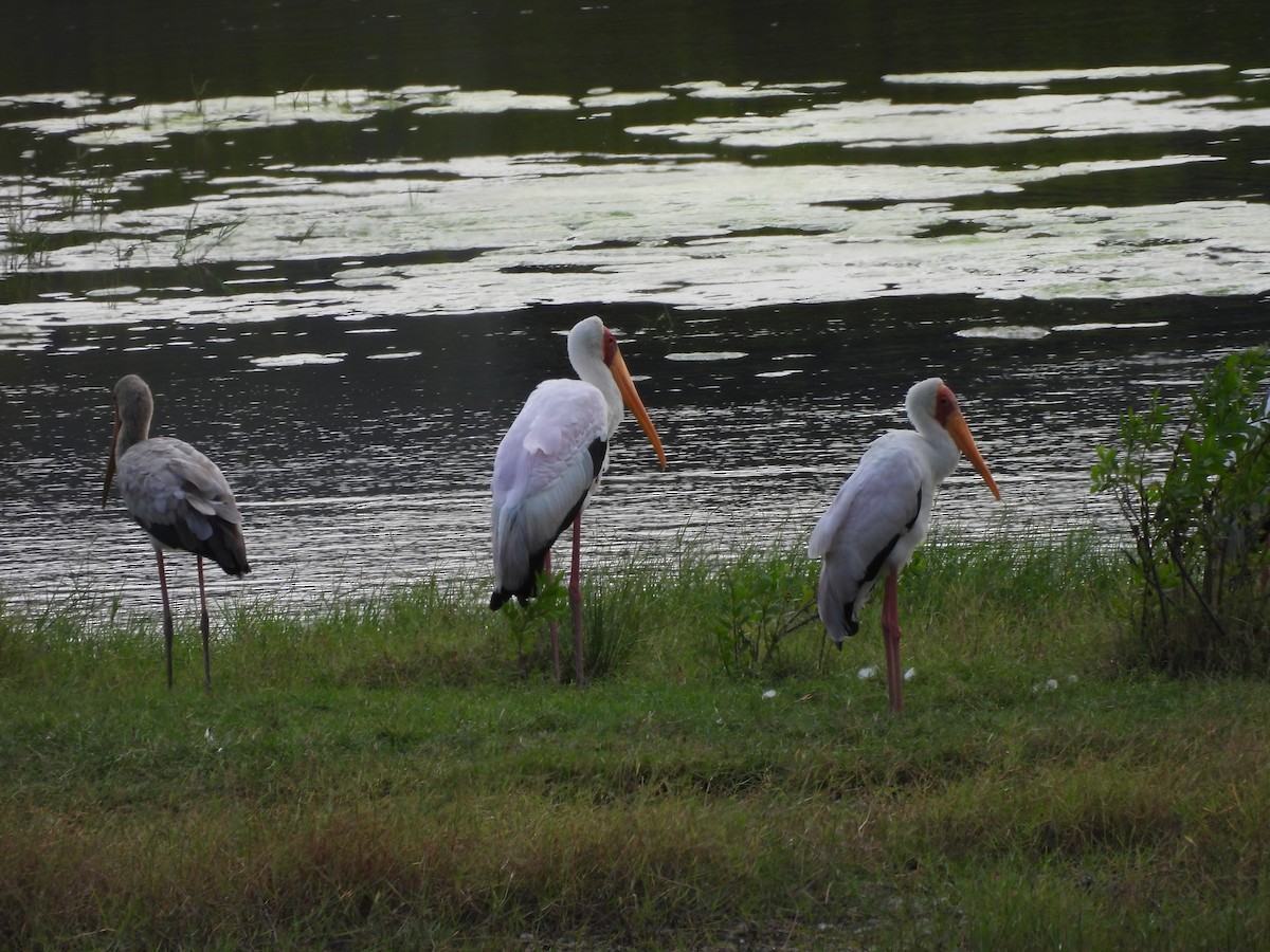 Yellow-billed Stork - ML640080151