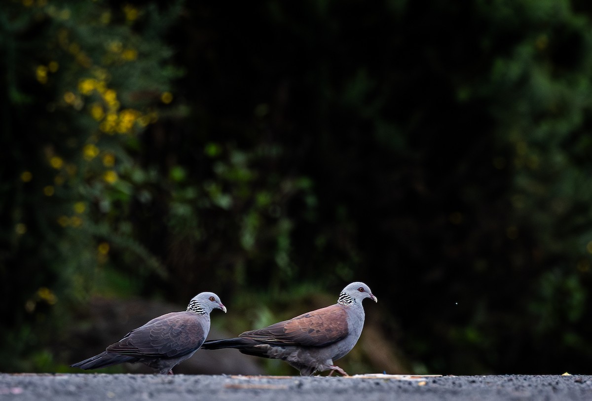 Pigeon d'Elphinstone - ML640080176