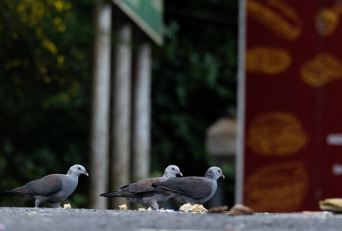 Pigeon d'Elphinstone - ML640080177