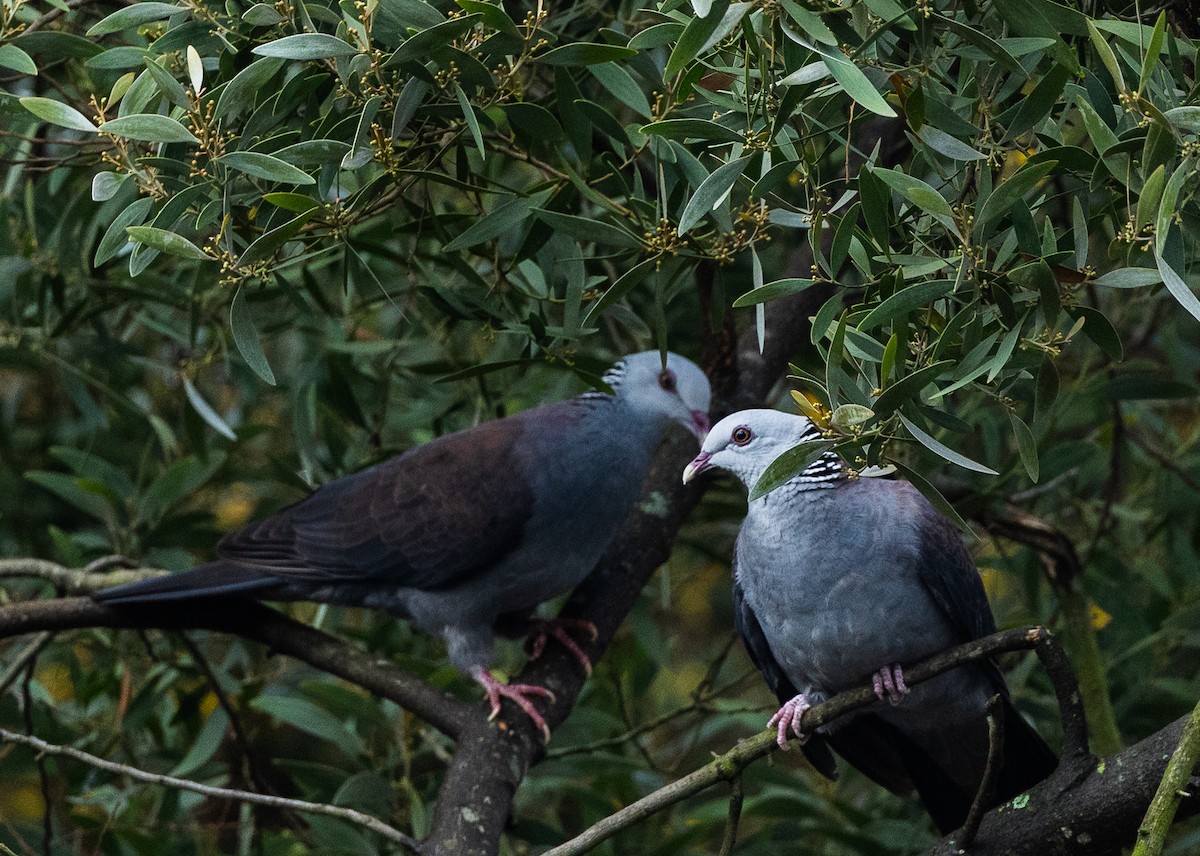 Pigeon d'Elphinstone - ML640080178
