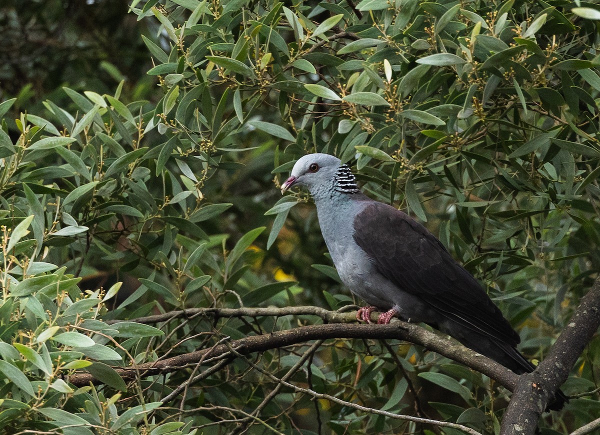 Pigeon d'Elphinstone - ML640080179