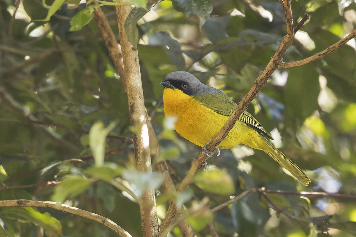 Black-fronted Bushshrike - ML640080207