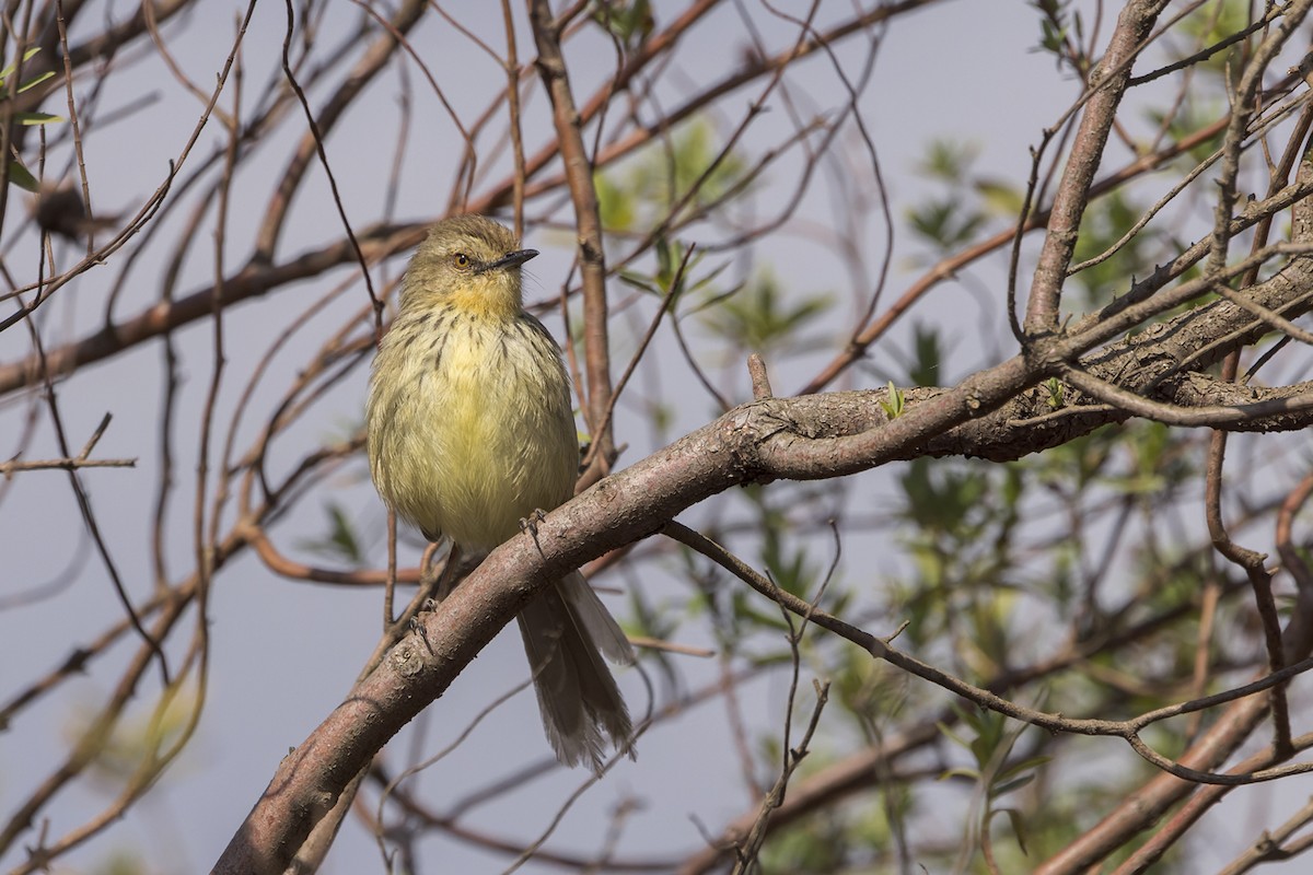 Drakensberg Prinia - ML640080214