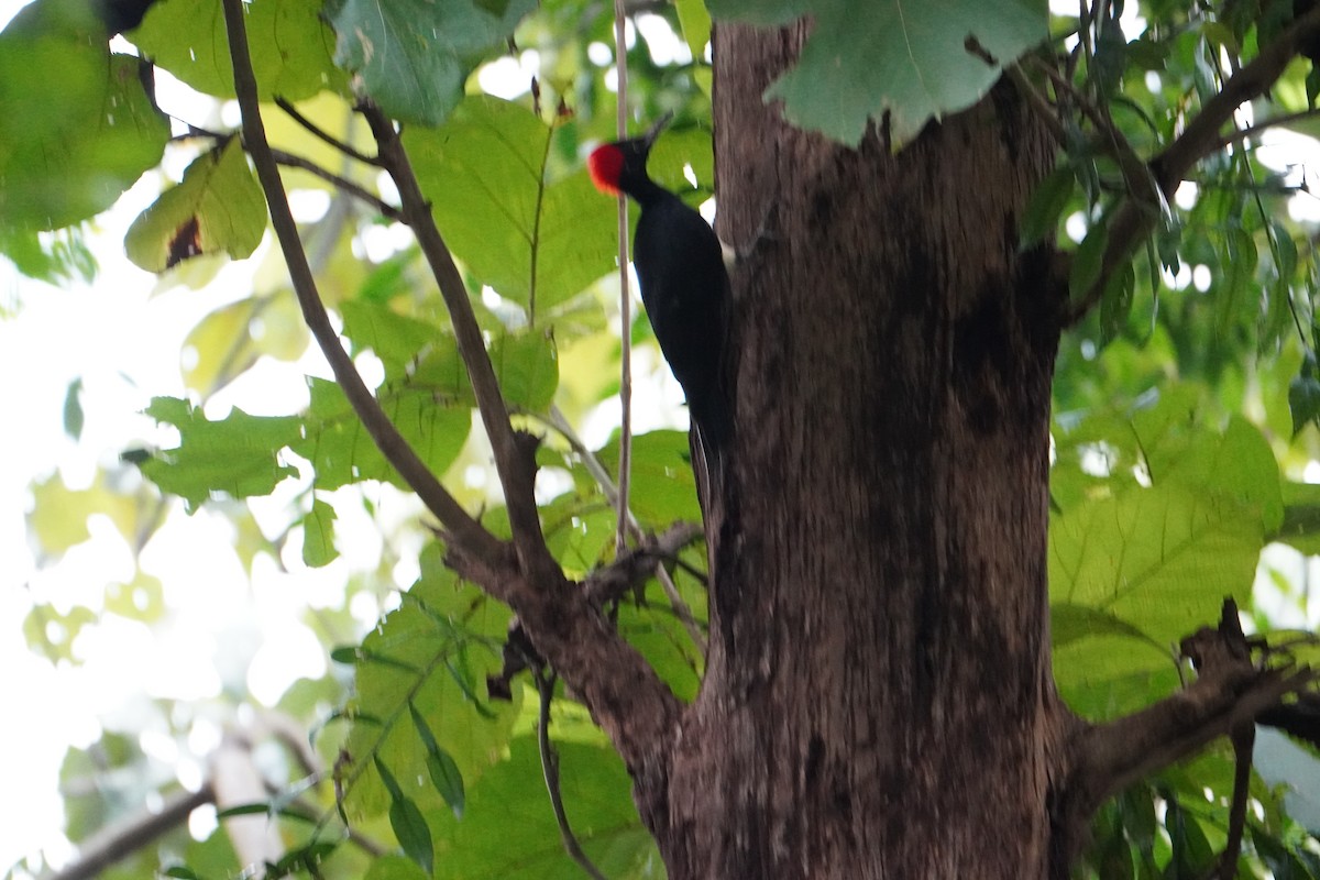 White-bellied Woodpecker - ML640080264