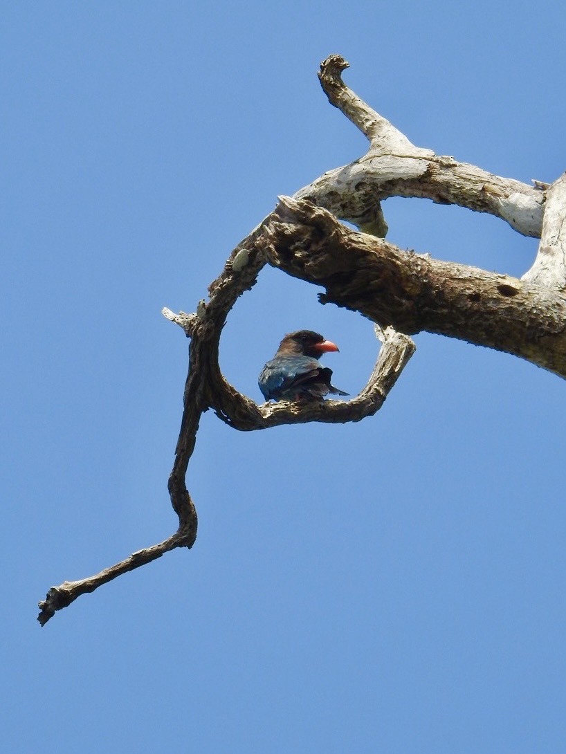 Dollarbird - ML640080276