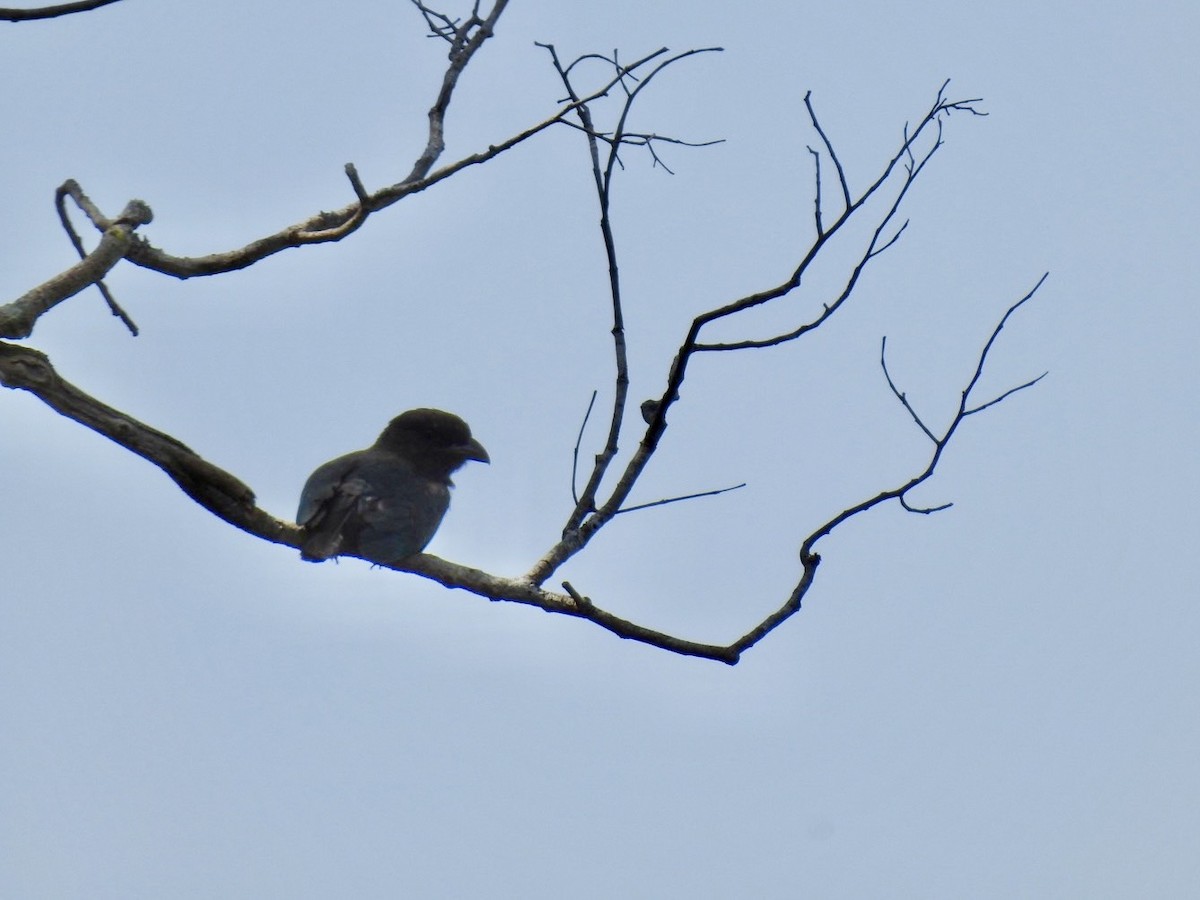 Dollarbird - ML640080277