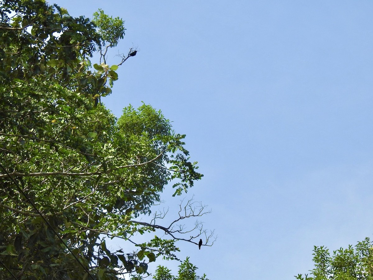 Dollarbird - ML640080278