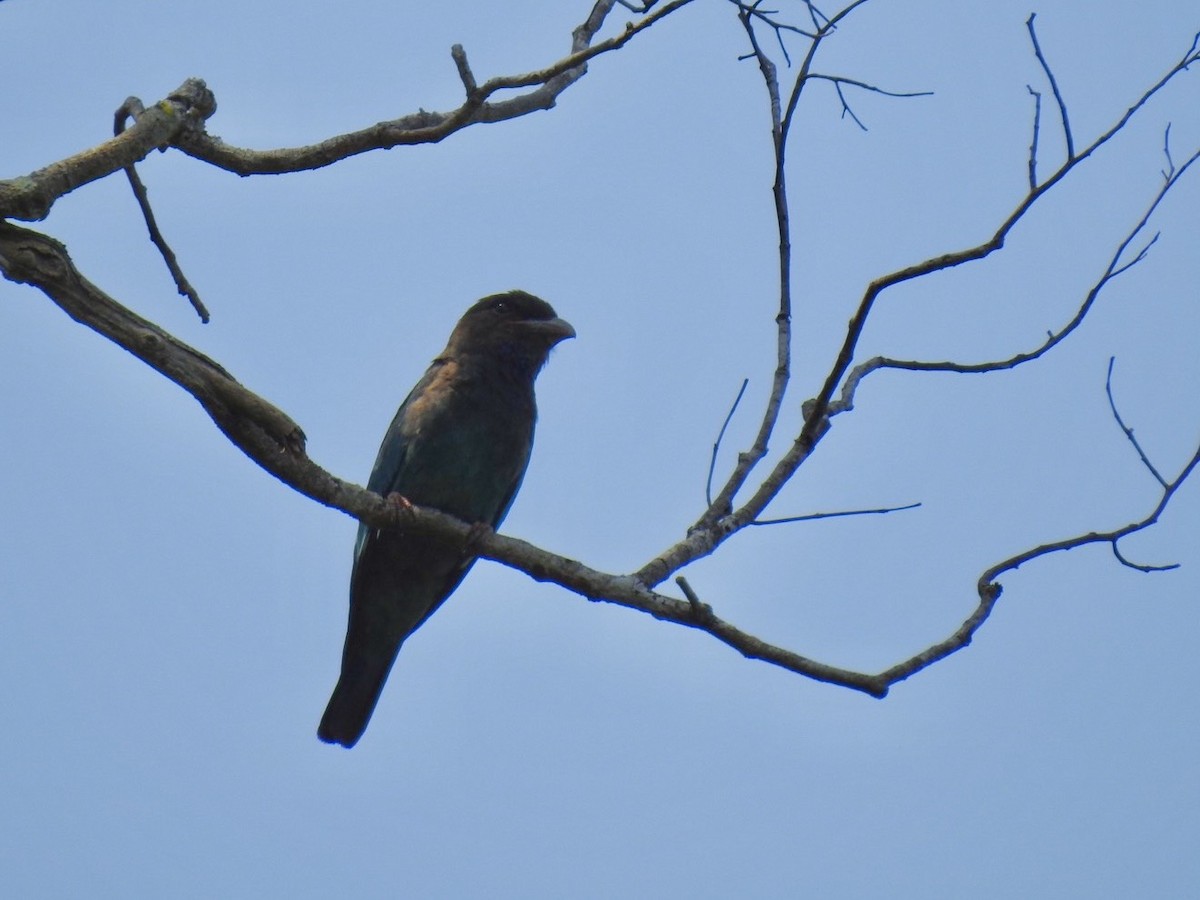 Dollarbird - ML640080279