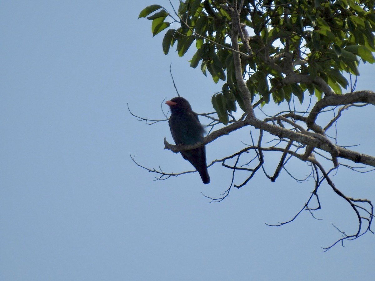 Dollarbird - ML640080280