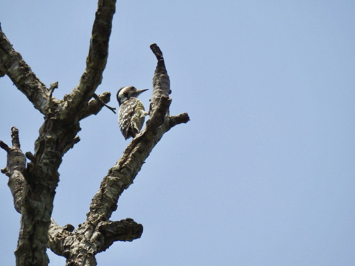 Gray-capped Pygmy Woodpecker - ML640080297