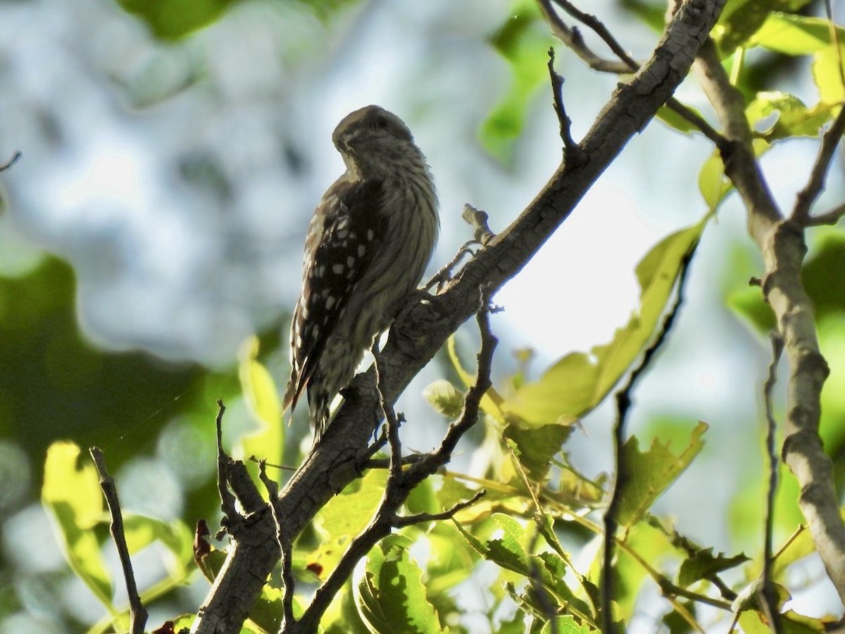 Gray-capped Pygmy Woodpecker - ML640080298