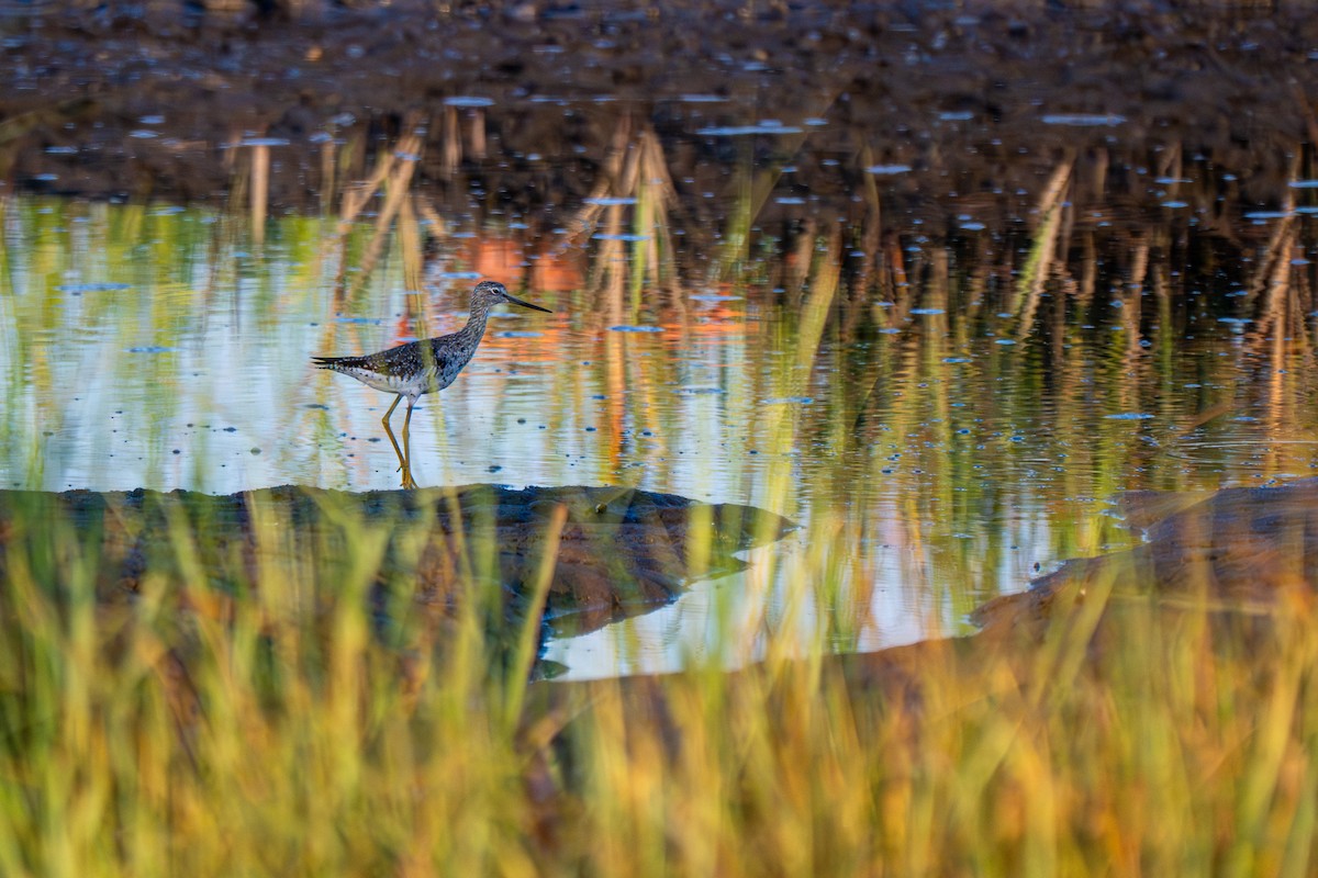 Greater Yellowlegs - ML640080299
