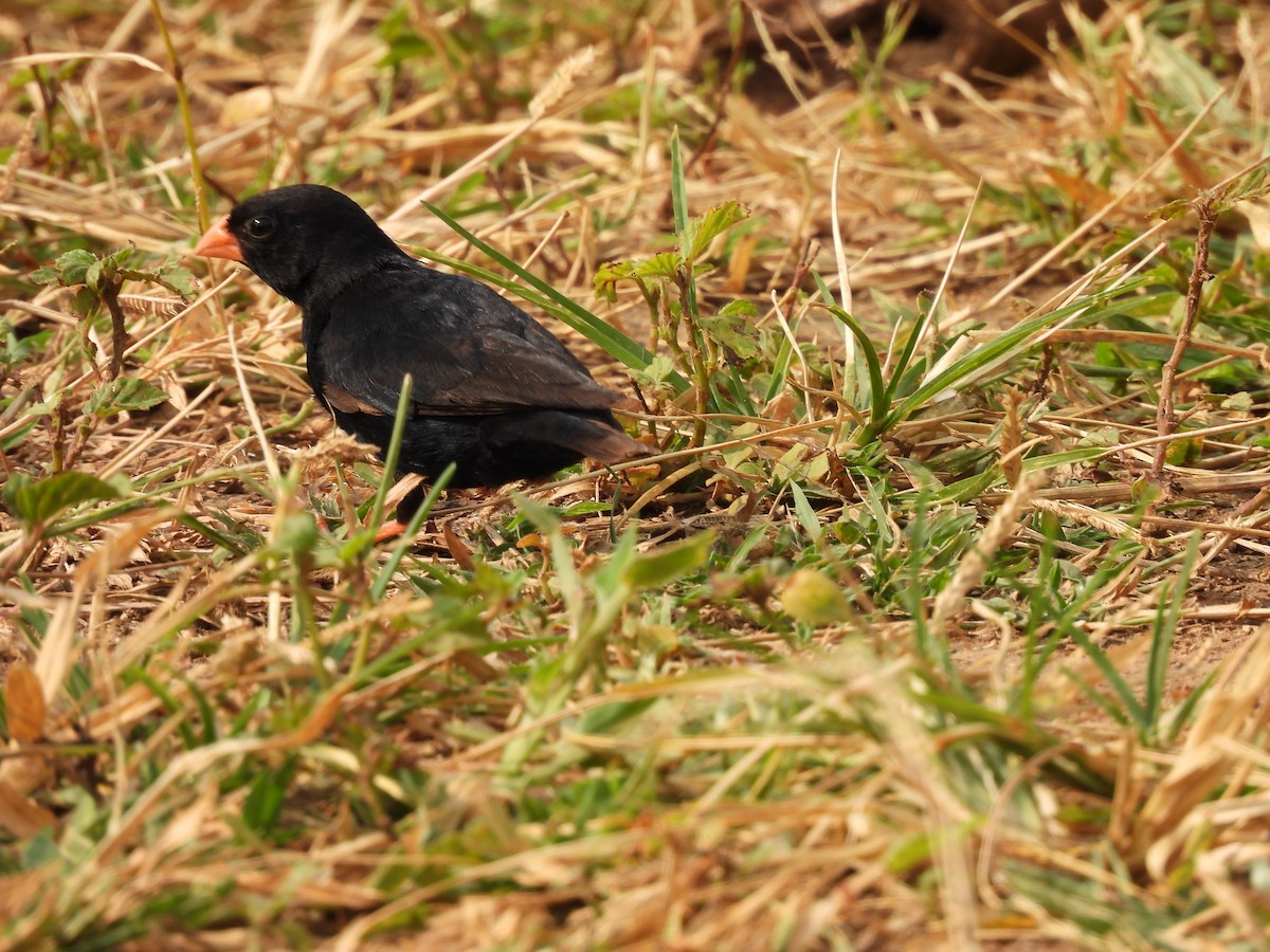 Village Indigobird - ML640080300