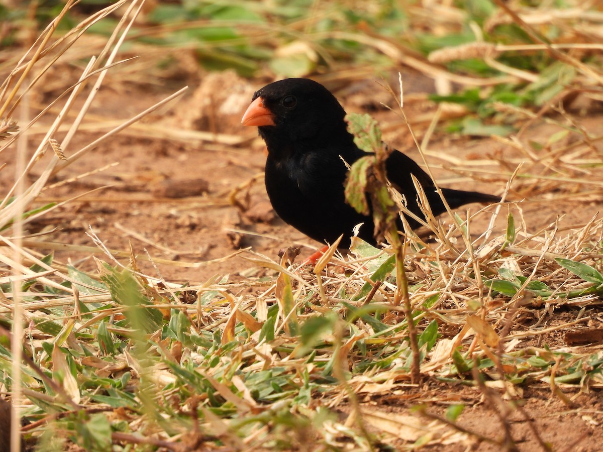 Village Indigobird - ML640080302