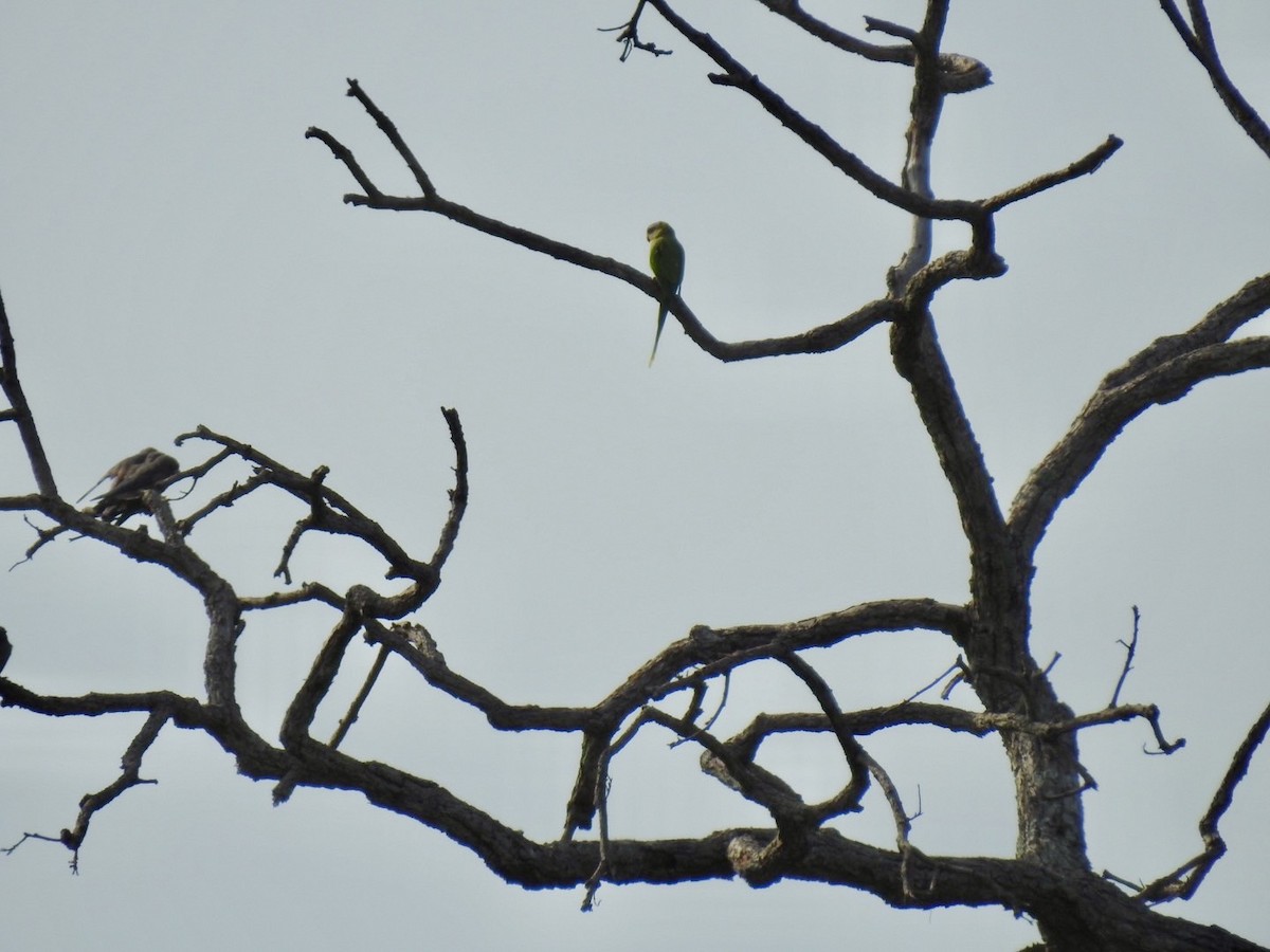 Blossom-headed Parakeet - ML640080306