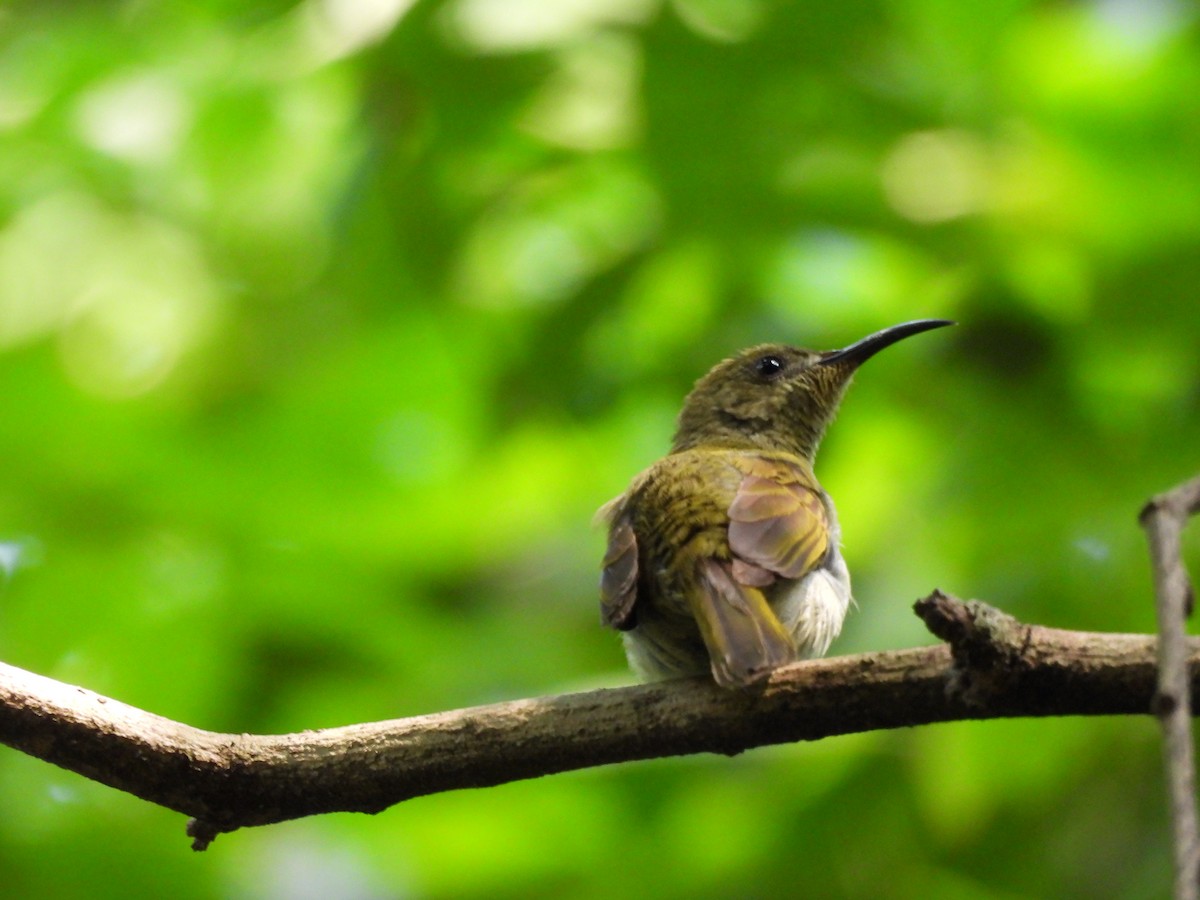 Olive Sunbird - ML640080318