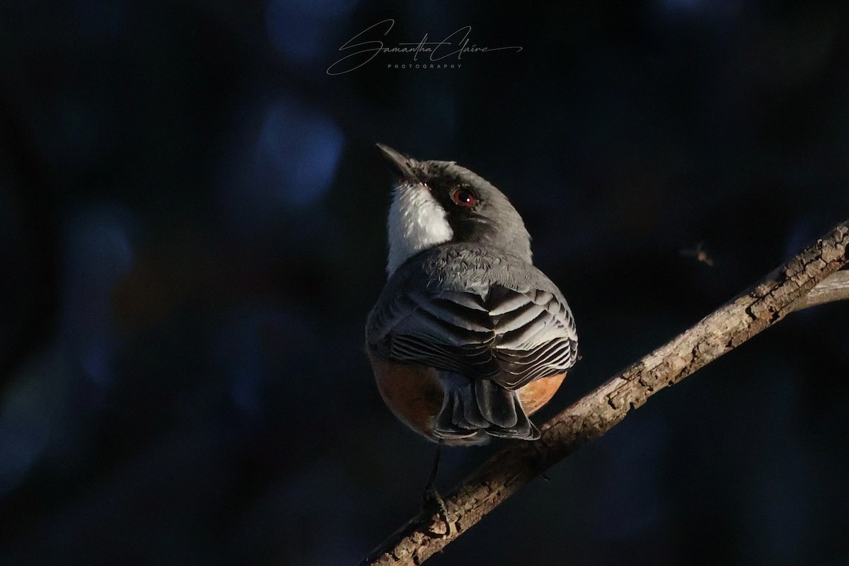 Rufous Whistler - ML640080322