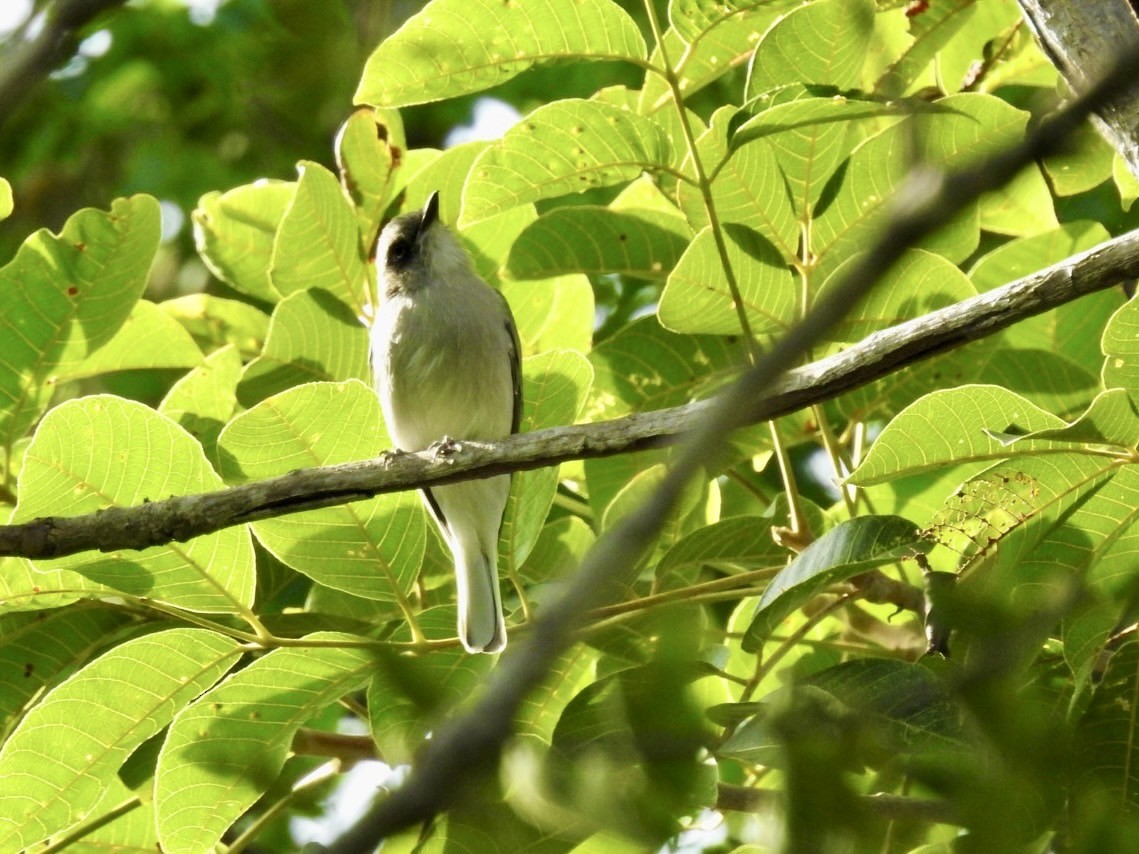 Common Woodshrike - ML640080323