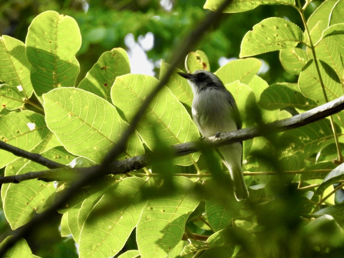 Common Woodshrike - ML640080324