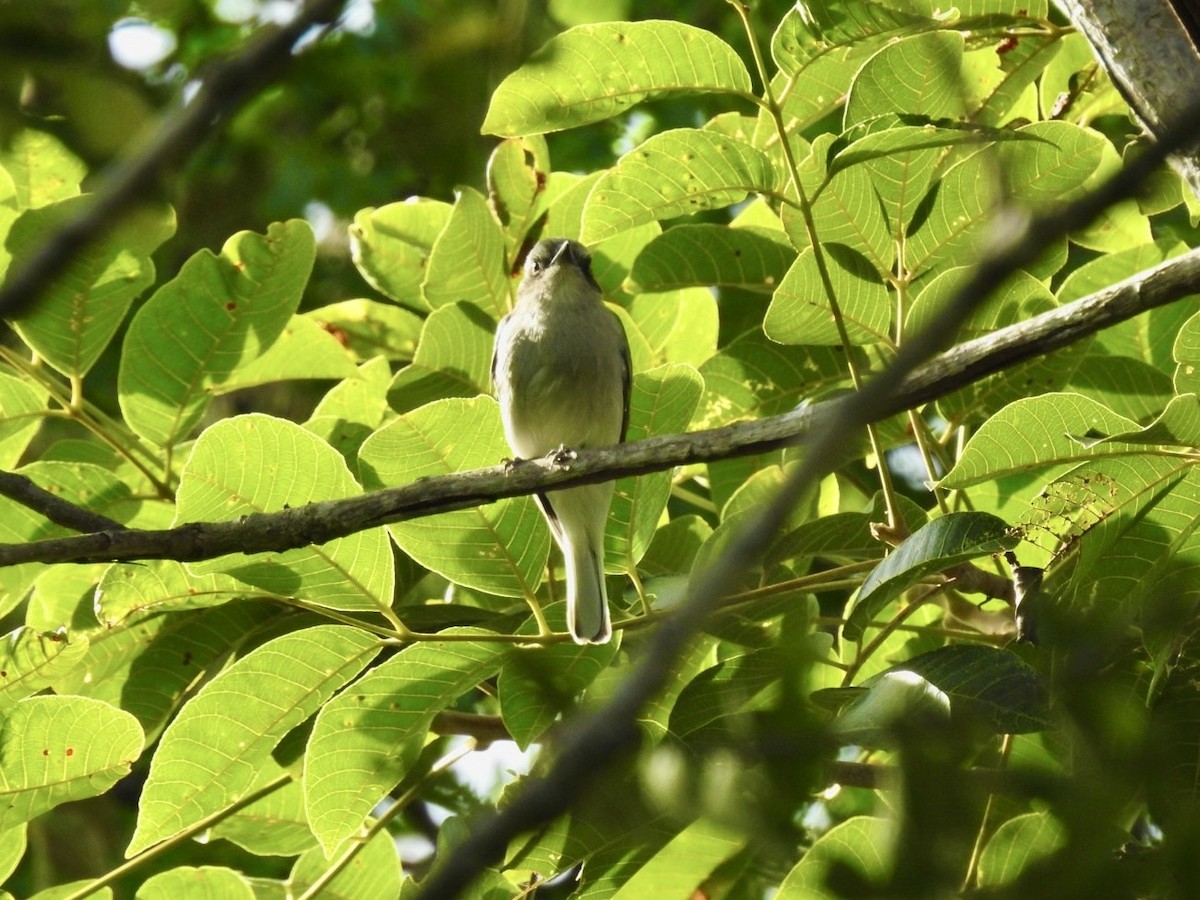 Common Woodshrike - ML640080325