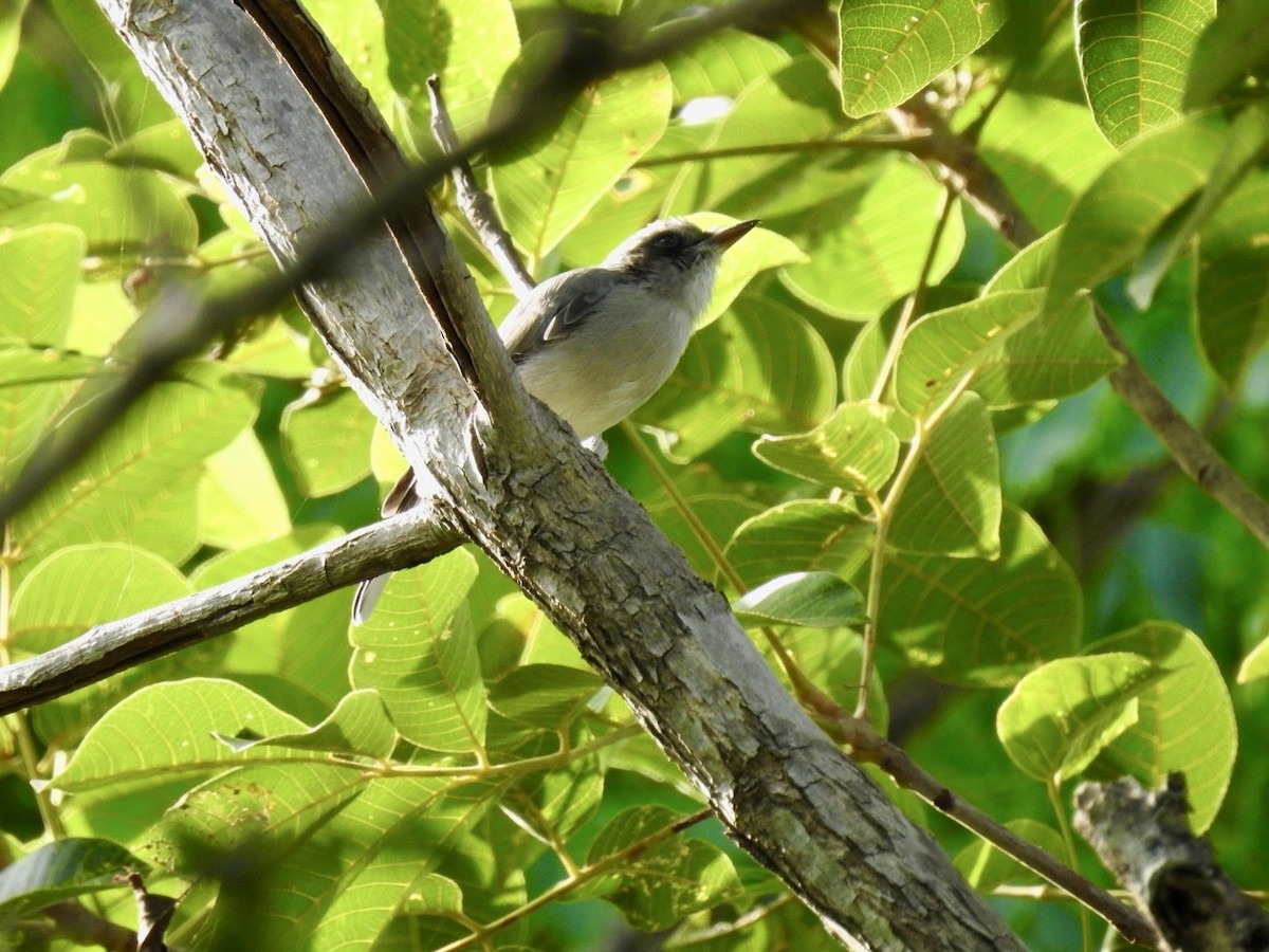 Common Woodshrike - ML640080326
