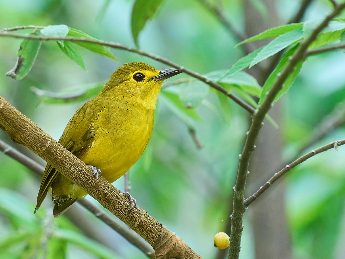 Yellow-browed Bulbul - ML640080327