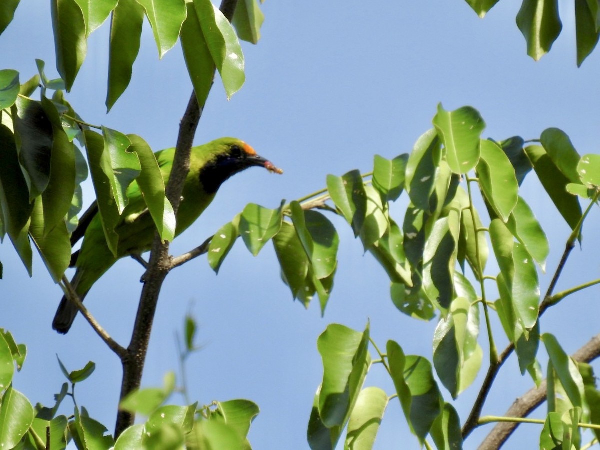Golden-fronted Leafbird - ML640080344