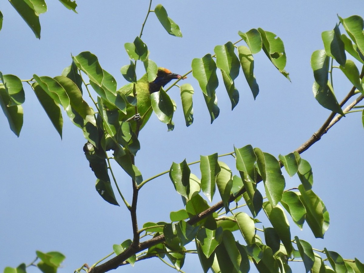 Golden-fronted Leafbird - ML640080345