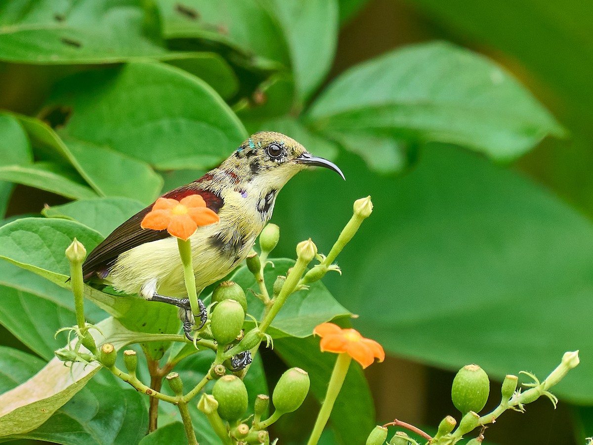 Crimson-backed Sunbird - ML640080346