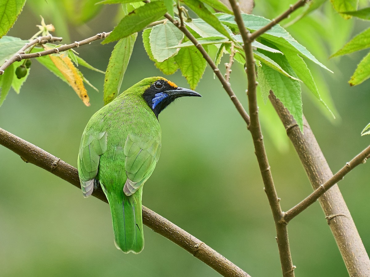 Golden-fronted Leafbird - ML640080350