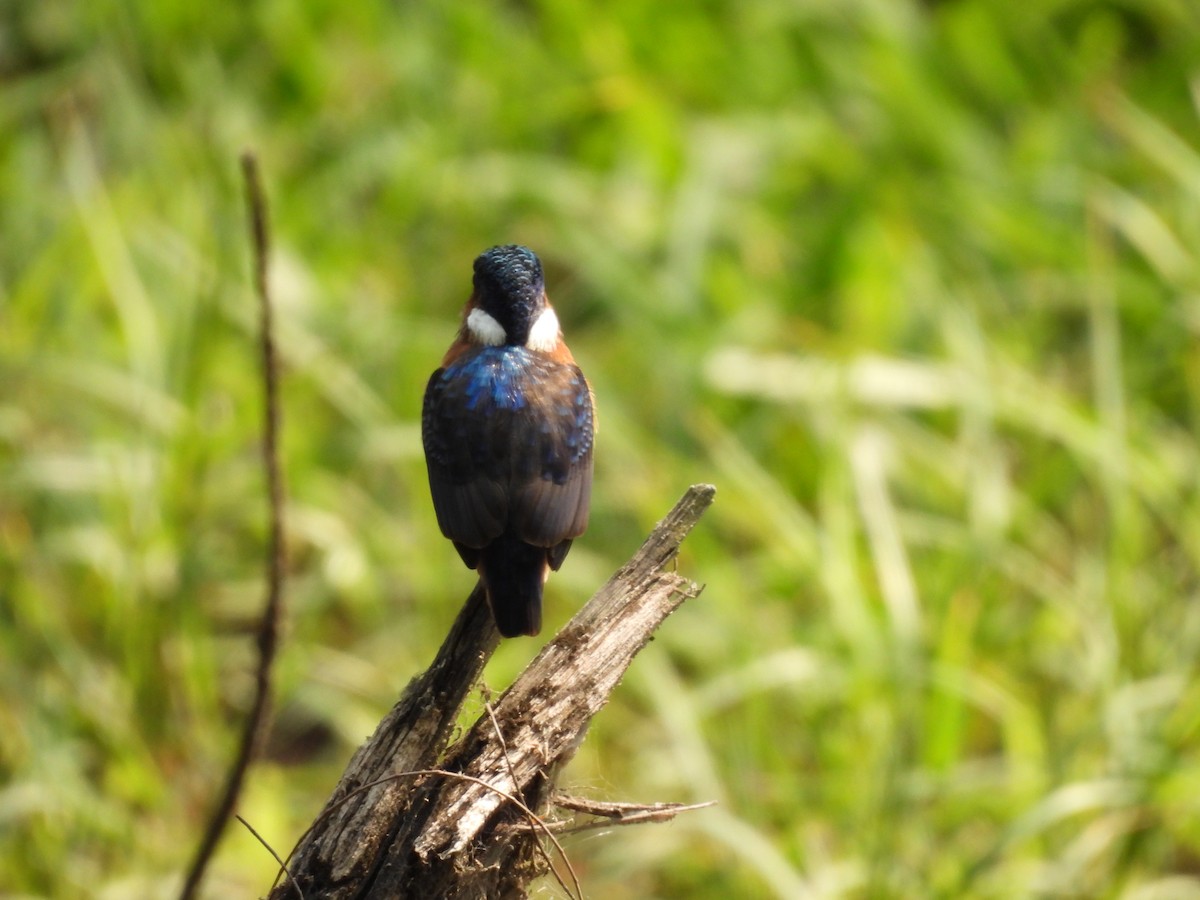 Malachite Kingfisher - ML640080352