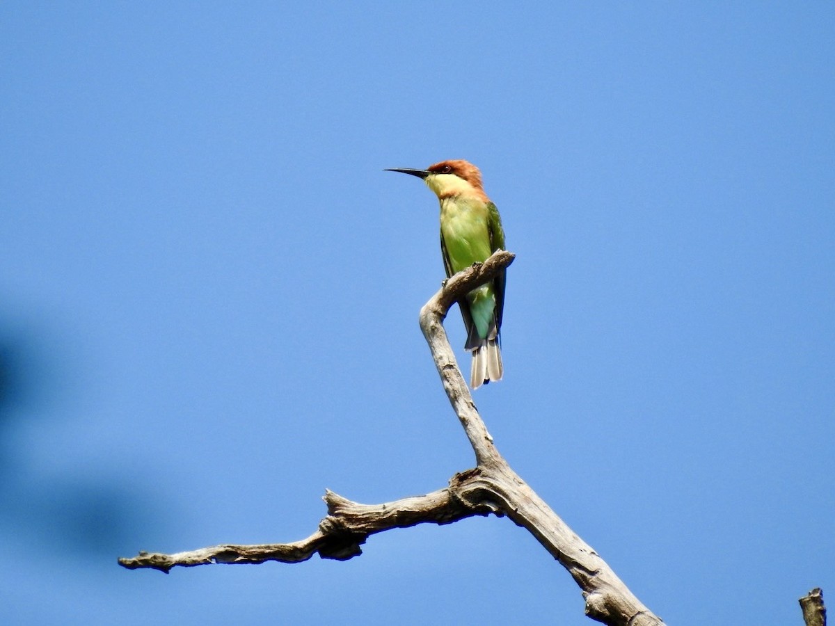 Chestnut-headed Bee-eater - ML640080355