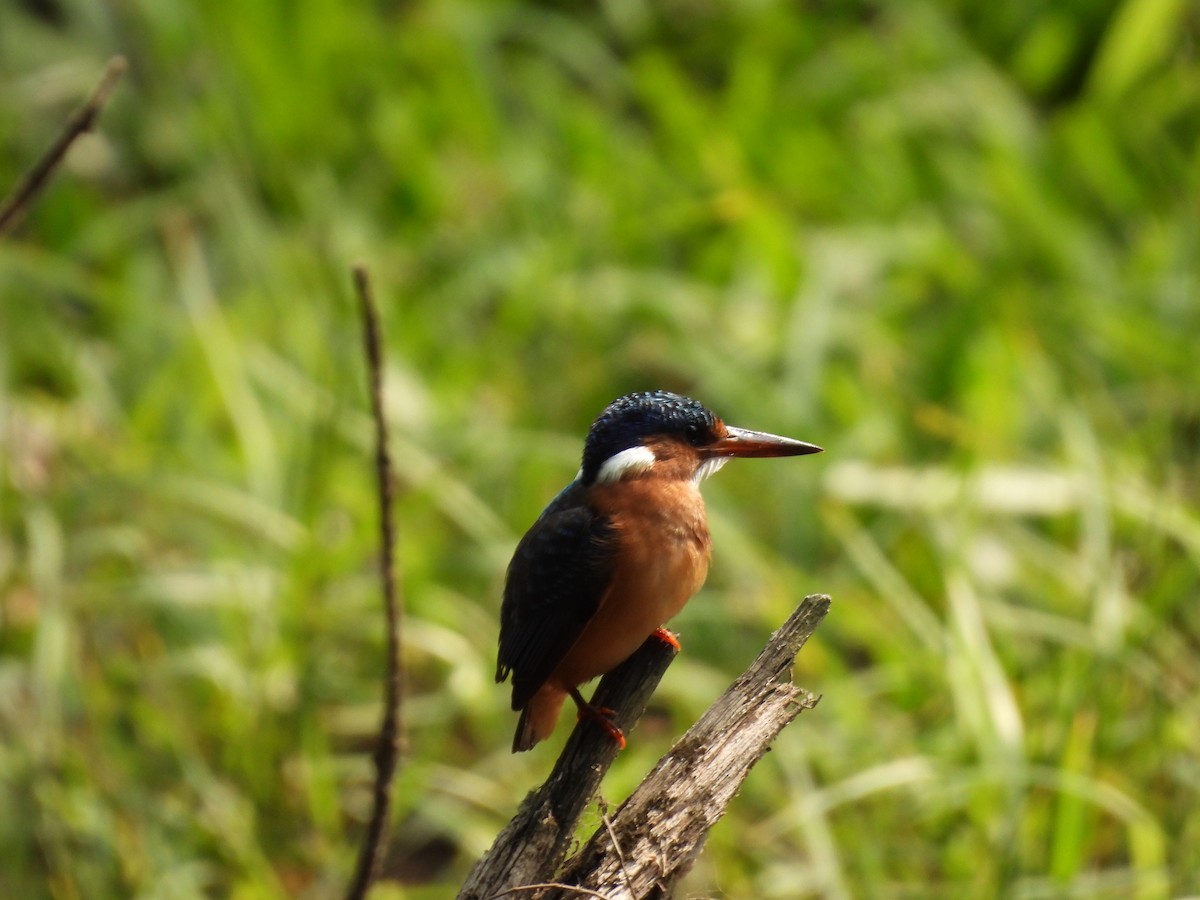 Malachite Kingfisher - ML640080357