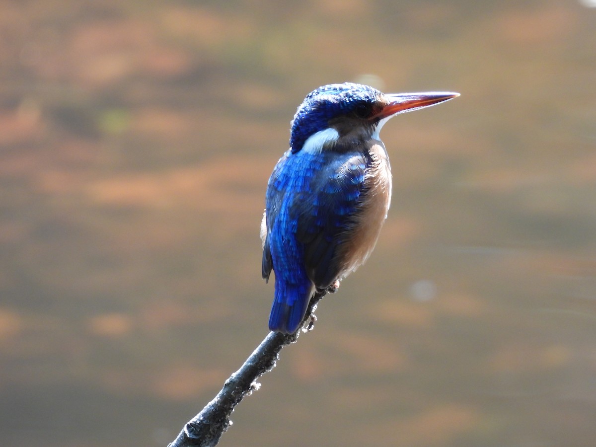 Malachite Kingfisher - ML640080358