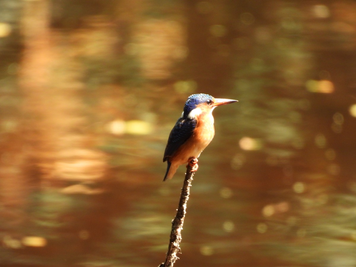 Malachite Kingfisher - ML640080364
