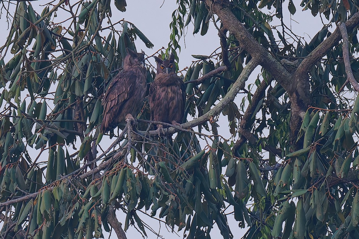Dusky Eagle-Owl - ML640080366