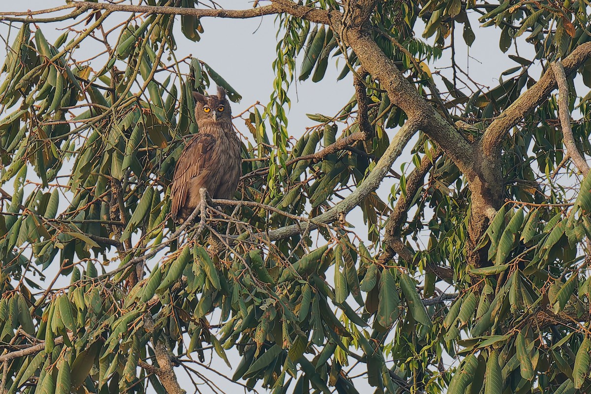 Dusky Eagle-Owl - ML640080367