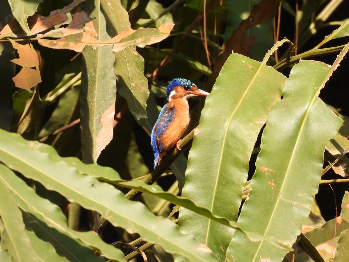 Malachite Kingfisher - ML640080372
