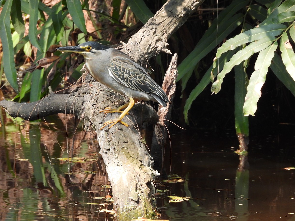 Striated Heron - ML640080382