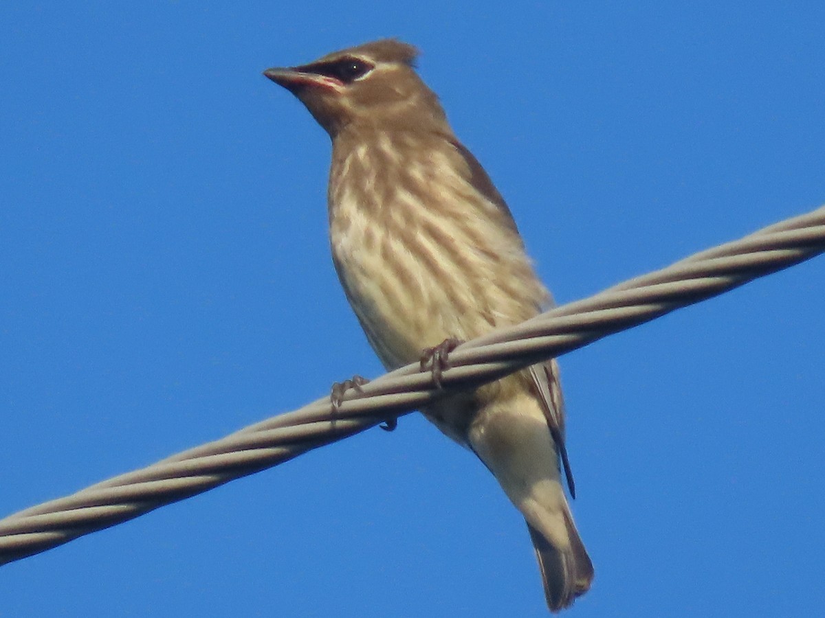 Cedar Waxwing - ML640080385