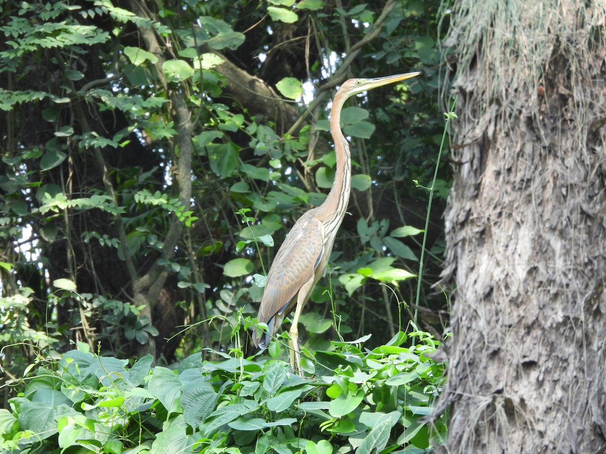 Purple Heron - ML640080387
