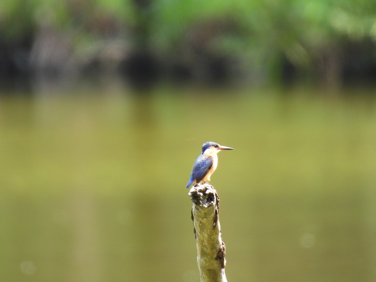 Malachite Kingfisher - ML640080398