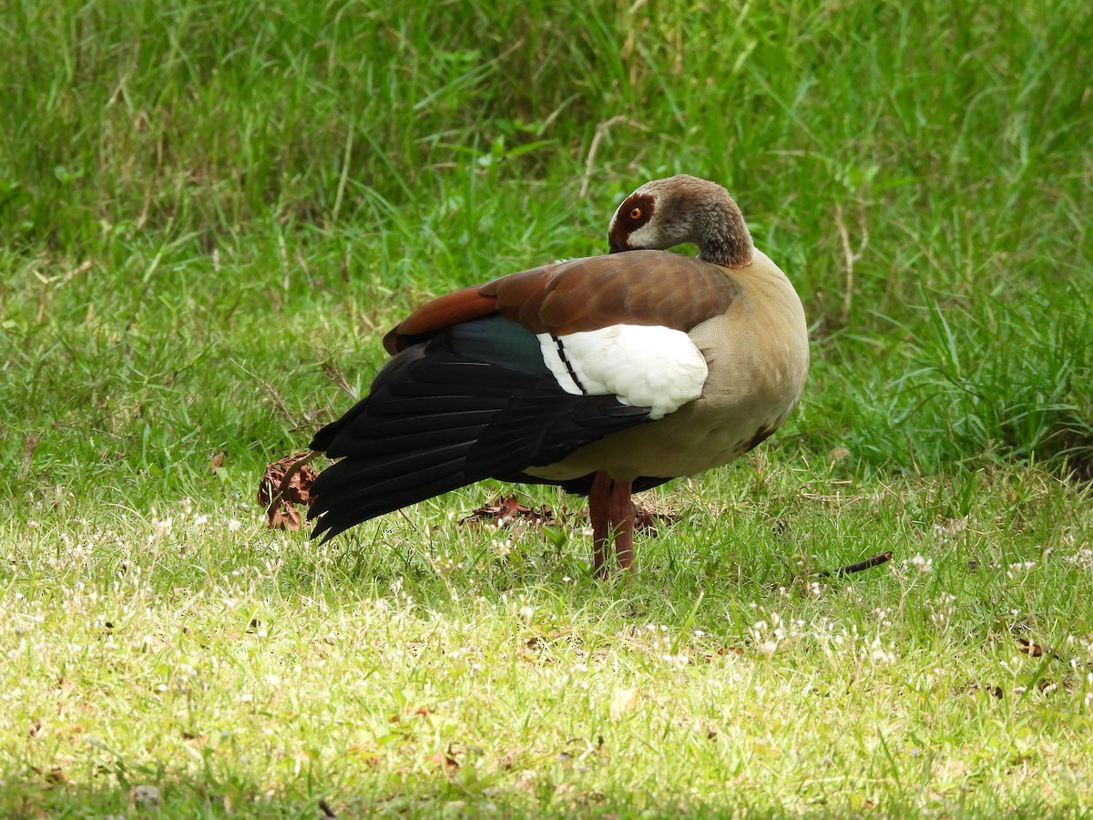 Egyptian Goose - ML640080406